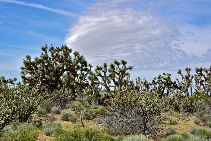 Joshua Trees have green or bluish green leaves clustered at ends of tips of branches. Habitat preferences are variable often in large open areas and along rocky hillsides; soils often sandy or rocky. Yucca brevifolia 
